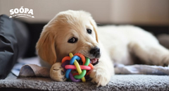 Best Treats for Teething Puppies: Safe Ways to Soothe Sore Gums