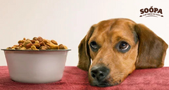 How to Choose Puppy Treats: A Beginner’s Guide