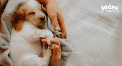 Healthy Puppy Treats: What to Look For and What to Avoid