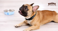 Dogs with Pancreatitis Diet: The Complete Guide to Safe & Tasty Foods