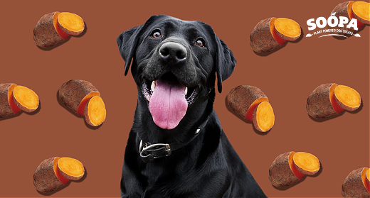Sweet Potato for Dogs: The Complete Guide to Healthy Snacking