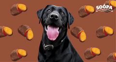Sweet Potato for Dogs: The Complete Guide to Healthy Snacking