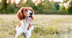 5 Best Brain Games for Dogs Your Pup Will Love
