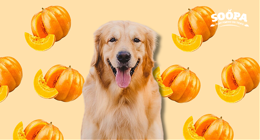 Picture of Can Pumpkin Help Dogs with Diarrhea? Vet-Approved Guide + Pumpkin ...