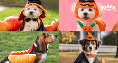 25+ Dog Halloween Costume Ideas Your Pup Will Love