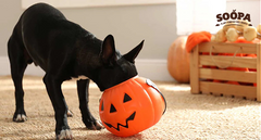 Halloween Dog Treats Guide: Safe, Healthy & Fun Ideas