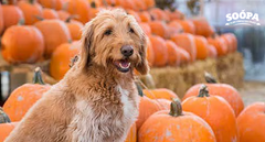 The Health Benefits of Pumpkin for Dogs (and Why It’s a Soopa Superfood)
