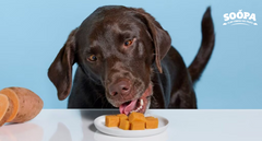 Pumpkin vs Sweet Potato: Which Is Better for Dogs?