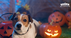 How to Celebrate Halloween Safely with Your Dog