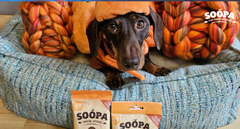 10 Healthy Halloween Dog Treats Your Pup Will Love