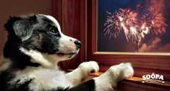 How to Keep Your Dog Calm on Bonfire Night (Fireworks Tips + Natural Snacks)