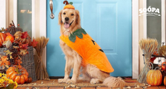 The Most Popular Dog Halloween Costumes (and What Your Pup Should Wear This Year!)