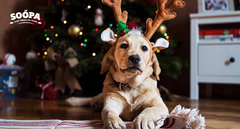 5 Holiday Foods to Avoid if Your Dog Has Kidney Disease