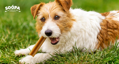 Best Low-Phosphorus Dog Treats for Dogs with Kidney Disease