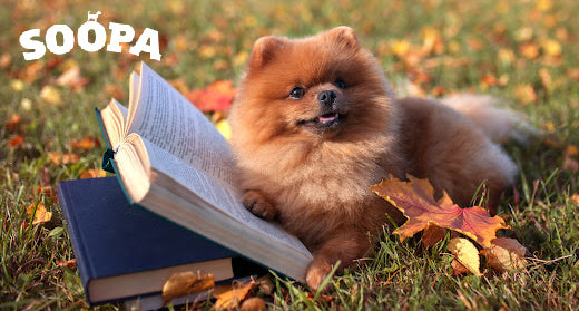 13 BEST Ingredients For Your Dog’s Brain