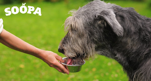 Dog Dehydration: Understanding the Signs, Symptoms and Prevention