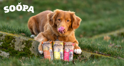 Grain-Free Treats for a Happy and Healthy Pup