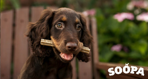 Health Benefits of Dog Dental Treats