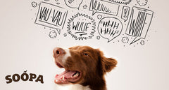 6 PROVEN Ways To Help Your Dog Stop Barking At Night
