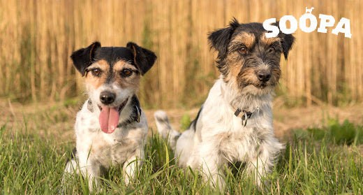 Can Dogs Digest Grains? The Pros and Cons of Grain and Grain-Free Food.