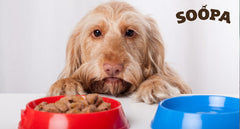 How Often Should I Feed My Dog?