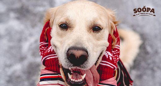 5 Winter Superfoods for Dogs That Boost Their Health Naturally