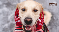 5 Winter Superfoods for Dogs That Boost Their Health Naturally