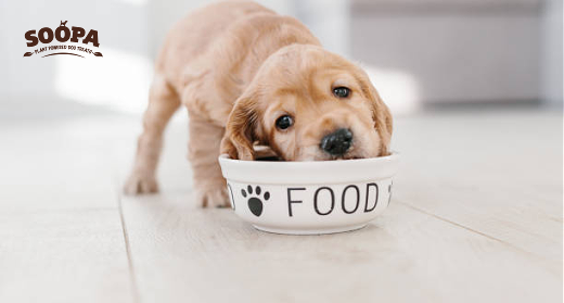 The Best Healthy Puppy Treats for Sensitive Stomachs For Your Dog