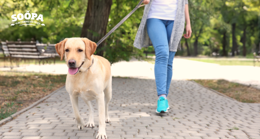 The Perfect Healthy Morning Routine for a Healthy, Happy Dog