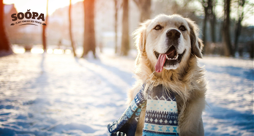 What to Feed Dogs in Winter: The Ultimate Guide