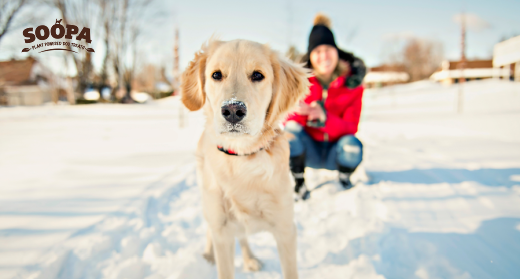 How to Keep Dogs Warm in Winter (Without Overheating Indoors)