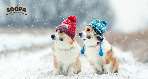 Winter Walks for Dogs: Safety Tips, Paw Care & Recovery Snacks