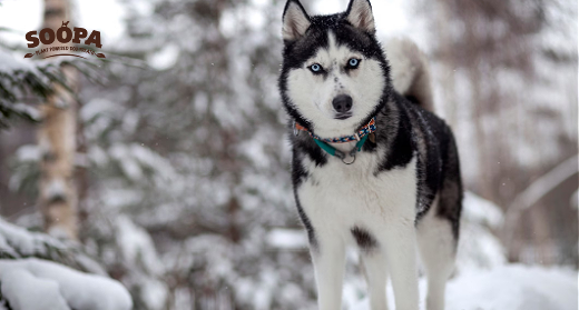 Winter Skin & Coat Care for Dogs: Dry Skin, Dandruff &amp; Nutrition Tips
