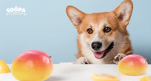Best Fruits for Dogs: Safe, Healthy & Vet-Approved Superfoods