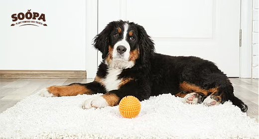 Rainy Day Indoor Activities for Dogs (Keep Them Happy When It's Too Cold to Walk)
