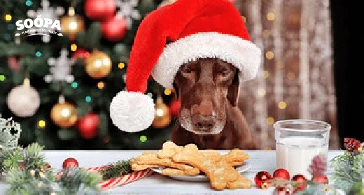 Best Christmas Dog Treats: Make Your Pup’s Festive Season Extra Special