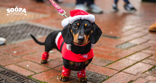 The Best Dog Friendly Christmas Stays in the UK (Including Festive Activities)