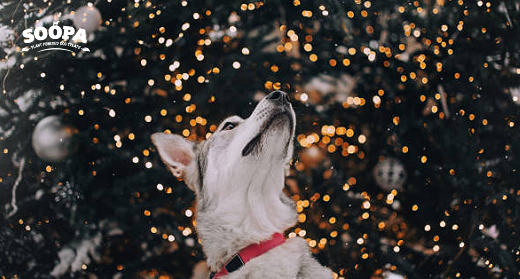 Best Dog Friendly Christmas Markets in Ireland: Festive Days Out for You & Your Pup