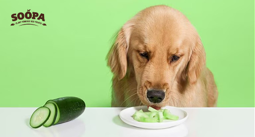 What Vegetables Can Dogs Eat? A Complete Guide to 13 Best Vegetables for Dogs
