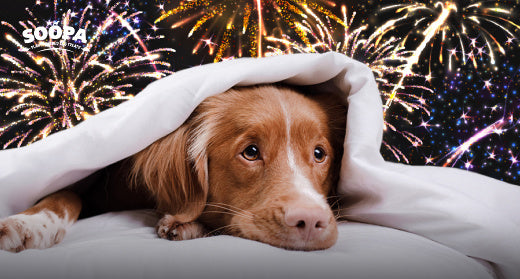 How to Calm a Dog During Fireworks (New Year’s Eve Guide)