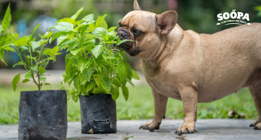 Best Herbs for Dogs: Natural Remedies That Support Health & Wellbeing