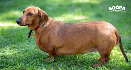 How to Help Your Dog Lose Weight - 5 Tips That Actually Work