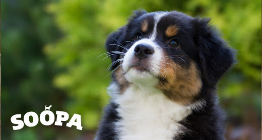 Pup-arazzi Ready: Capturing the Cutest Puppy Moments