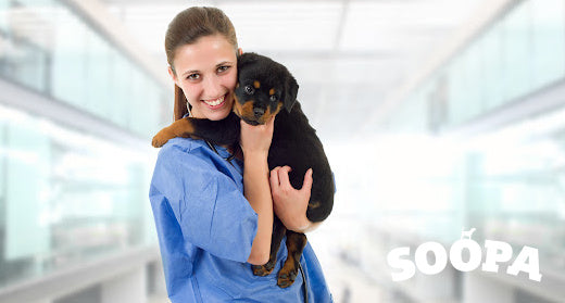 The First Vet Visit: What to Expect and How to Prepare