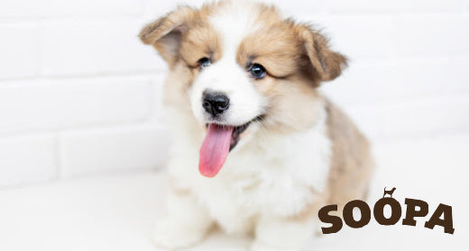 Pawsitively Prepared: Essential Items for Your New Puppy