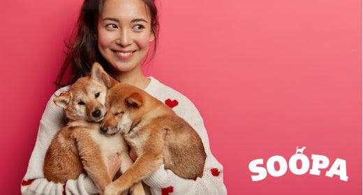 Tips on Building a Strong Bond with Your New Puppy