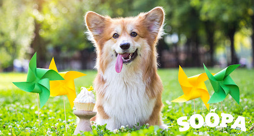 Carrot and Apple Pupcakes