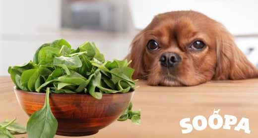 Homemade Dog Food Recipes Soopa Pets