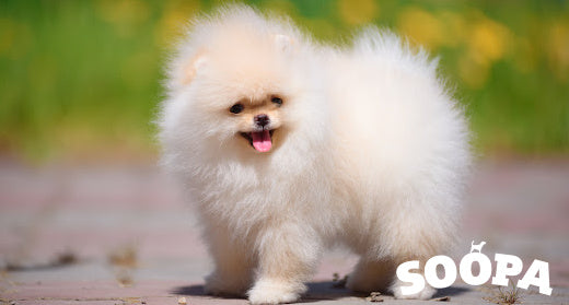 Discovering the Perfect Treat for Your Pup: Soopa's New Mini Dental Sticks