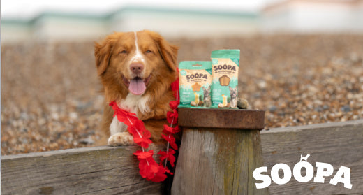 Tropical Treats for Your Pup Paw-na Colada Delight